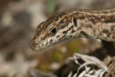 06-3305 Common Wall Lizard (Podarcis muralis), Cevennes National Park, France.